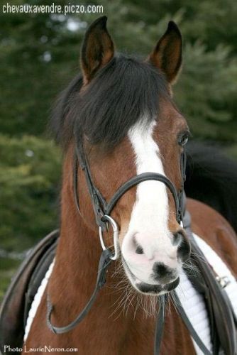 Pégase arabe X quarter horse (àV) mon poney de compétition de...