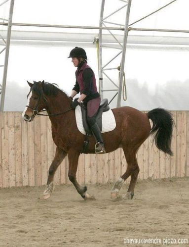 Pégase arabe X quarter horse (àV) mon poney de compétition de...