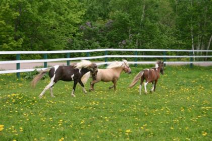3 de nos petits poneys en pleine course