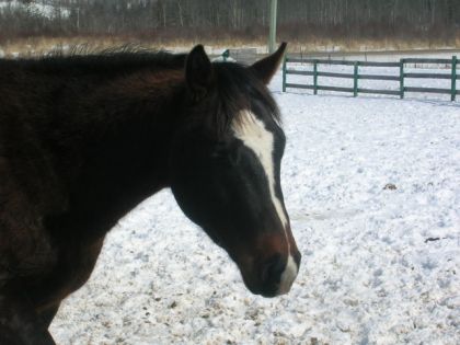 mon poulain dash