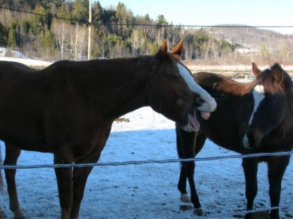 Cheval qui baille