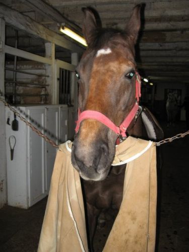 Cheval qui tient une couverture dans sa bouche