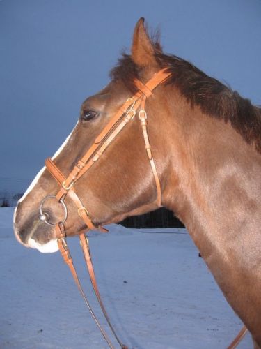 Cheval avec licou orange