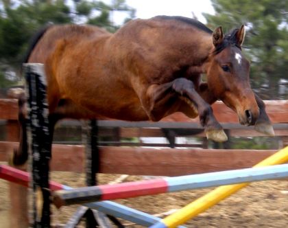 Le petit Rolak des Pins qui esquive le saut !!