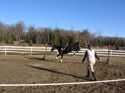 Cheval qui rue lors d'un premier contact avec la selle