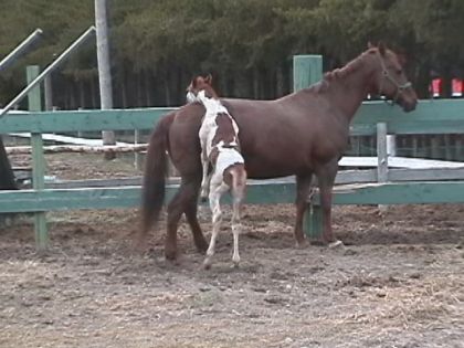 Poulain appaloosa qui s'amuse
