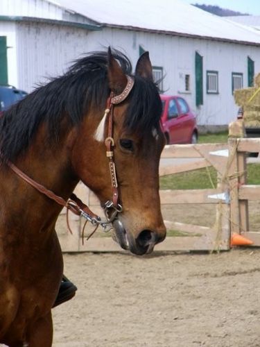 mon vieux  (photo prise par Kayla)