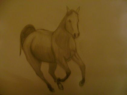 Un dessin fait à partir d'une photo de Genny au galop!