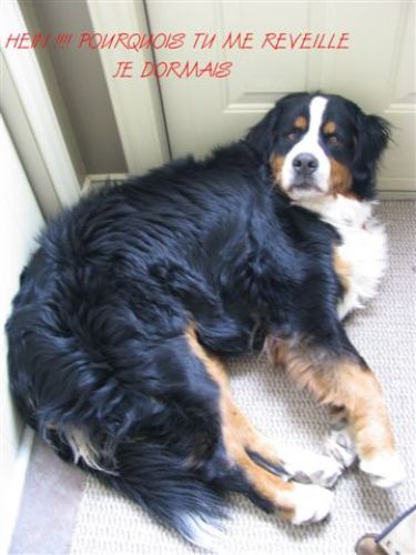 mon gros pitoune ben evacher!!!!! il n'a que 11 mois!120lbs