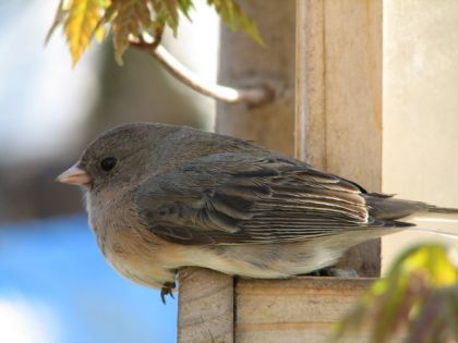 c'est hubert, oiseau aprivoiser on ne sait comment qui nous...