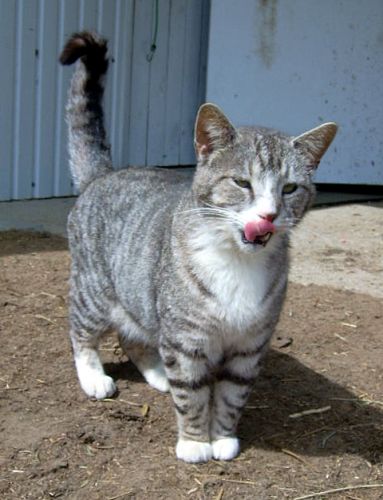 Mon chat a les 2 yeux dans le même trou!