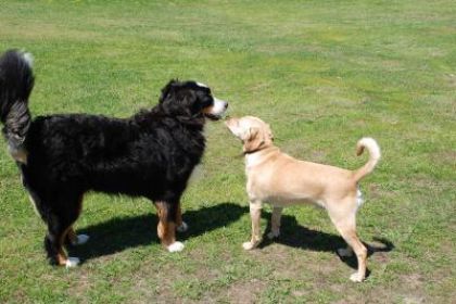 Bonnie et Chummy! Les amis!