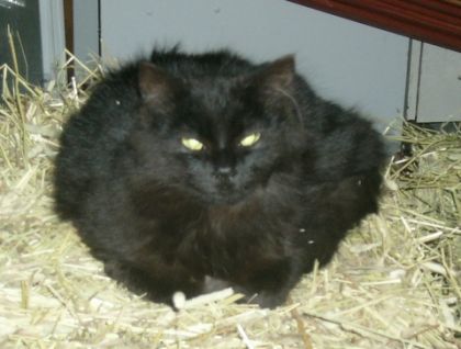 Un de mes chats PIF