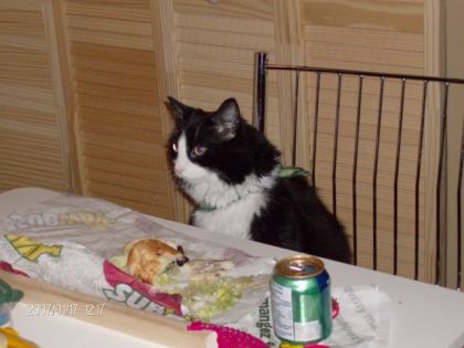 Mon chat Gazou avec de dr&ocirc;les intentions ( Il est mont&eacute; par...