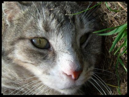Mon gros chat d'écurie!!! ;)