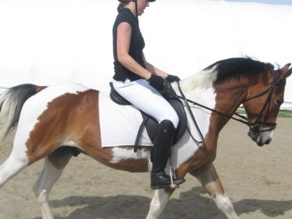J'aime la photo Puzzle au gallop !! et Vicky a la vrm un belle...