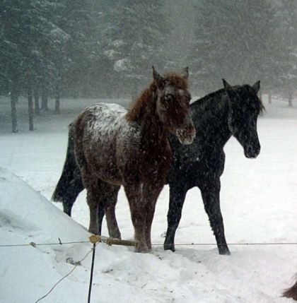 Deux chevaux sous la neige
