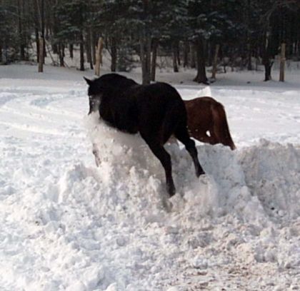Les 2 pouliches qui tantaient de sauter le banc de neige... ça...