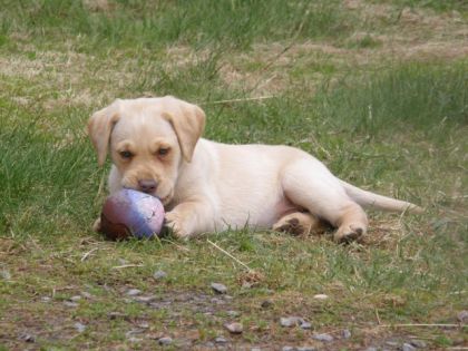 Petite Kelly...futur chienne de garde de l'écurie...présentement...