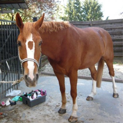 mon zeo apres un concour de dressage