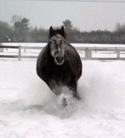 Silver, on dirait une balle ronde au gallop !!!  LOL .