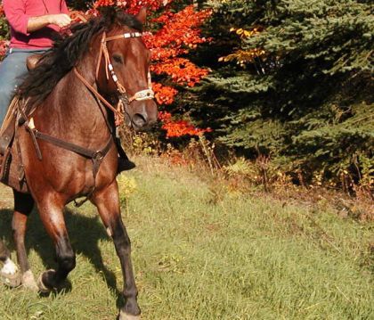 Cheval brun