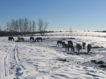 Troupeau de cheval en hiver