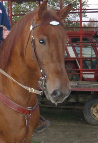 Portrait de la tête d'un cheval