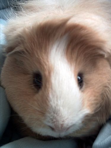 Tête de hamster