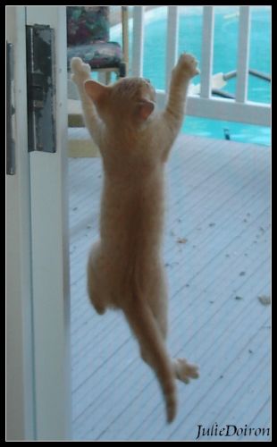 Mon mongol de chat quand il étais bébé il grimpait partout!!