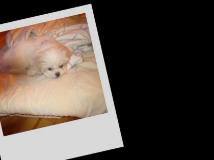 «Je me suis fait chicanner» Elle fait son aire de chien batu