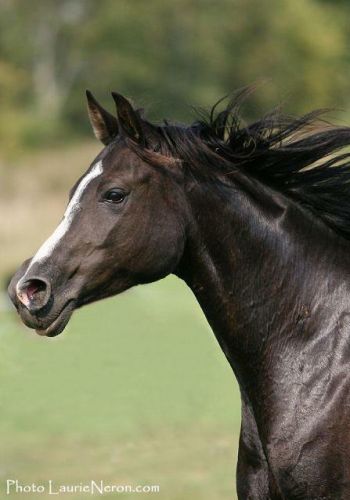Fiona, arabe x QH au Galop, cheval d'un particulié