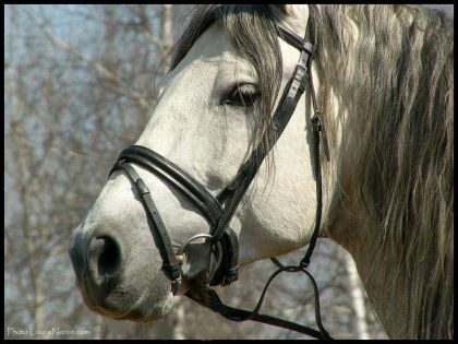 Ilios, étalon PURE RACE ESPAGNOL . Photo qui date de 4 ans et...