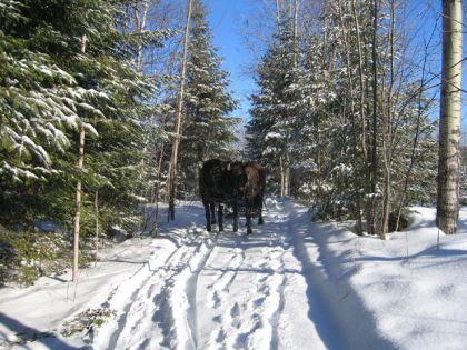 Juments en hiver