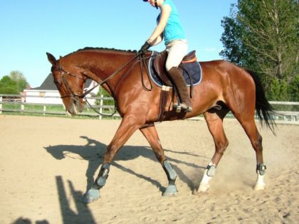 Mon cheval et Steph ma demi-pension qui n'est pas vraiment une...