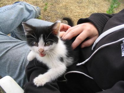 Chaton se faisant flatter