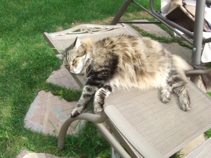 Plumeau le ma&icirc;tre de le chaise de patio. &Agrave; 18 livres on peut ben...