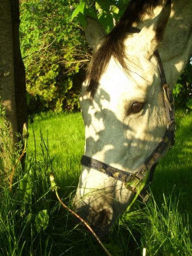 photo par Pandora