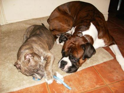 Mon b&eacute;b&eacute; et Tyson !Son Trop Mignon !!Mon chien est hyper...