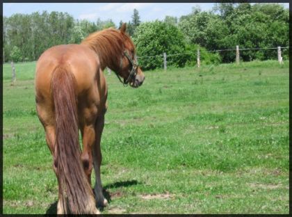 Rougette, jument Canadienne de 3 ans.