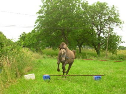 Mon cheval: travail saut en longe