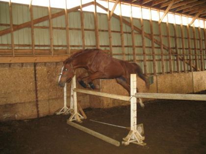 Un cheval saute un obstacle sans cavalier