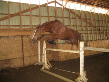 Saut d'un cheval en liberté dans un manège
