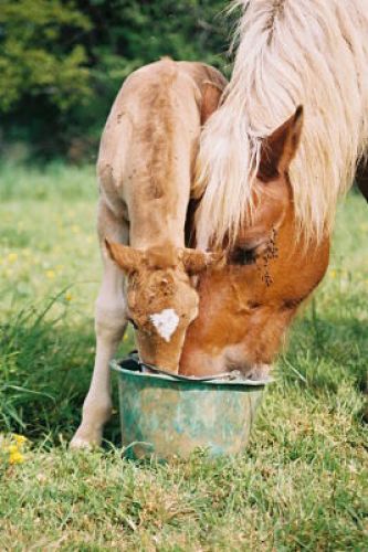 C'est trop mignon l'amour entre une m&egrave;re et son poulain