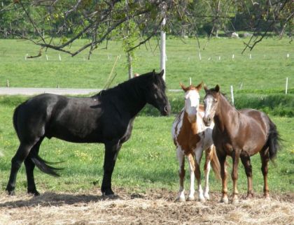 Sherman, Stormy et Twister...ils ont l'air minuscule a côté du...