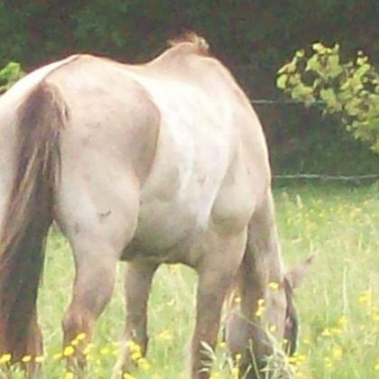 jack qui broute de l'herbe miam sa l'aire bon