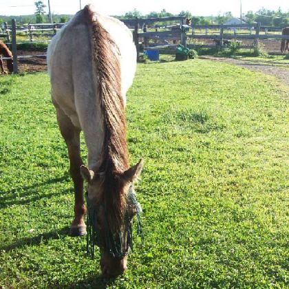 encore jack buckskin