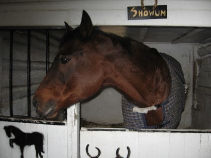 Showum Jane au box