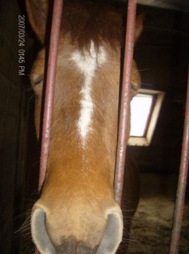 cheval ki fait dodo loll