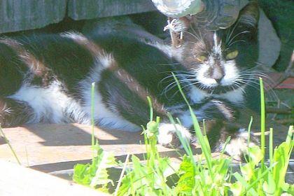 Mon minou....qui se fait griller sous le BBQ